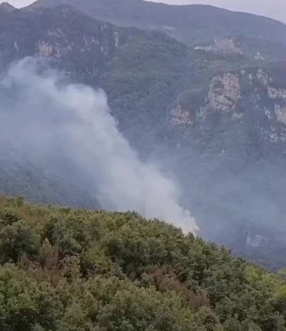 Hatay’ın Dörtyol ilçesinde ormanlık alanda çıkan yangın paniğe neden oldu.