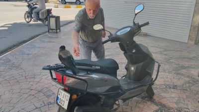 Hatay’ın Erzin ilçesinde mahalle sakinlerinin zamanla alıştığı ve beslediği karga,