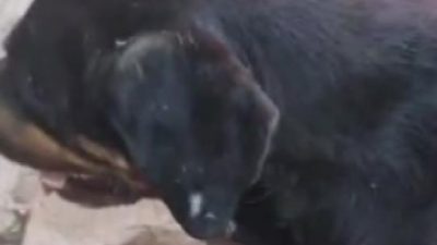 Hatay’ın Samandağ ilçesinde silahla vurularak yaralanan sokak köpeği, devriye görevi