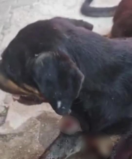 Hatay’ın Samandağ ilçesinde silahla vurularak yaralanan sokak köpeği, devriye görevi