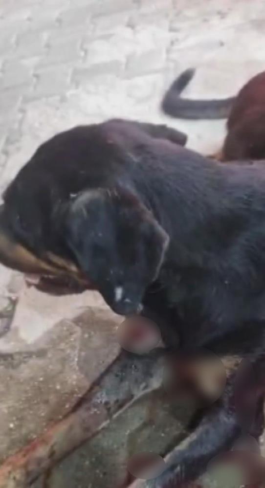 Hatay’ın Samandağ ilçesinde silahla vurularak yaralanan sokak köpeği, devriye görevi