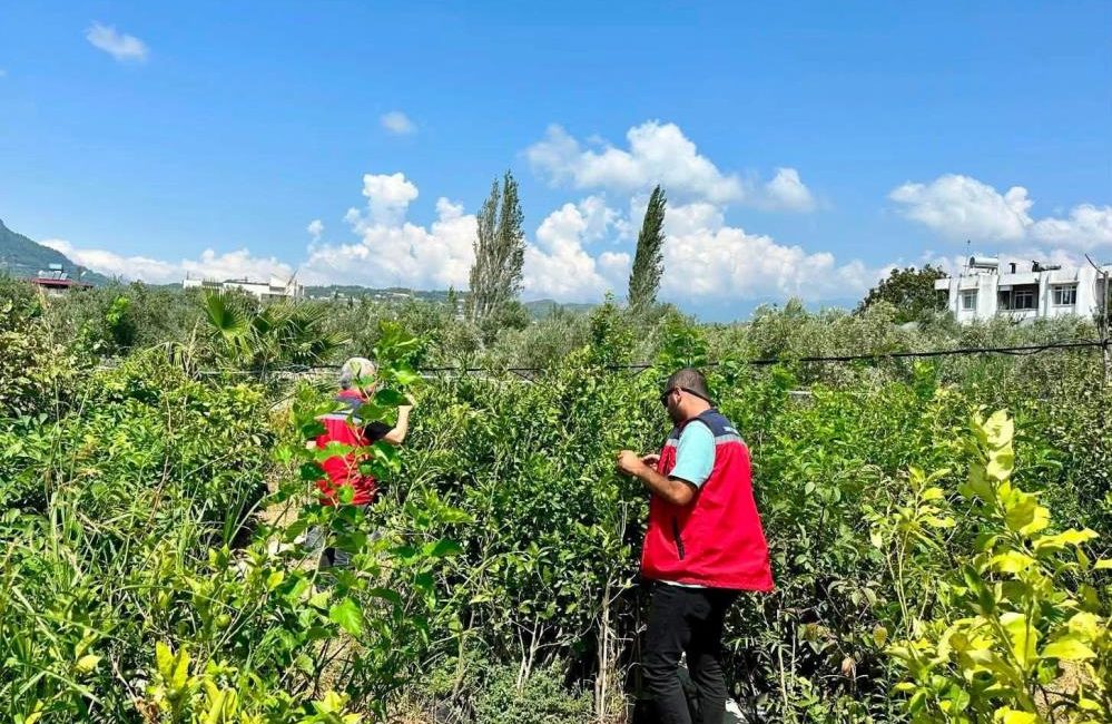 Hatay’da fidan üretim alanlarında bitki sağlığının korunmasına yönelik denetimler gerçekleştirildi.