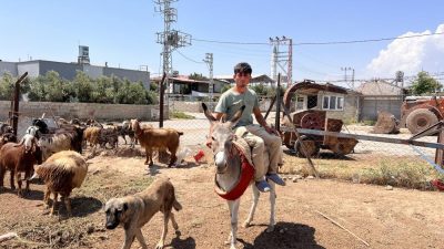 Hatay'da 5 yıldır Barut ailesinin çobanlığını yapan ve çiftin 7.