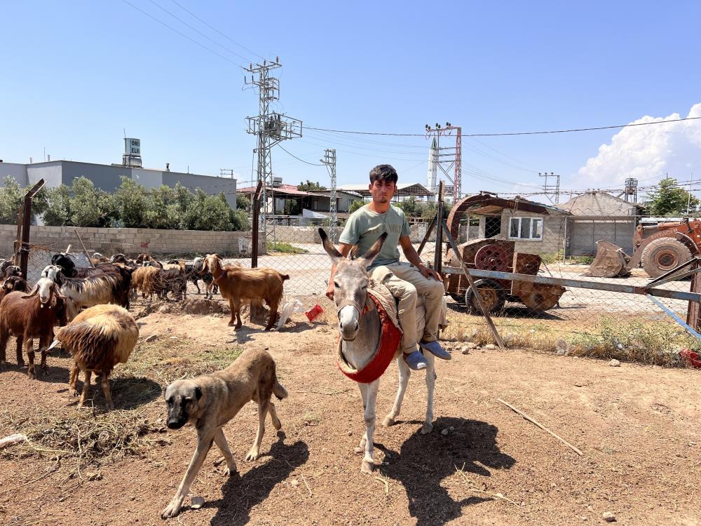 Hatay'da 5 yıldır Barut ailesinin çobanlığını yapan ve çiftin 7.