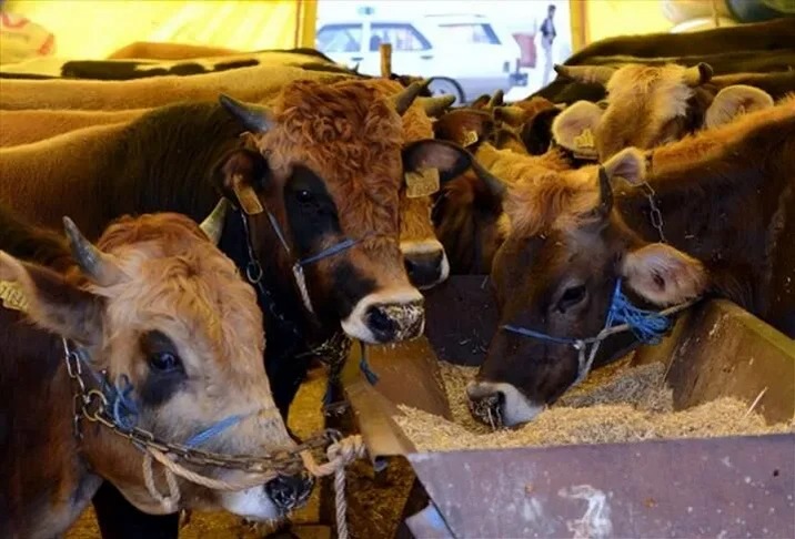 Tarım ve Orman Bakanlığı, canlı hayvan ve hayvansal ürünlerin yurt