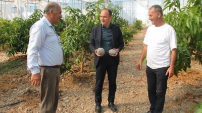 Erzin Kaymakamı Yunus Emre Akpınar, ilçede alternatif tarımsal üretim alanlarından
