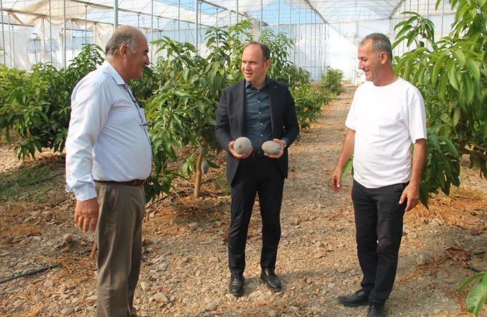 Erzin Kaymakamı Yunus Emre Akpınar, ilçede alternatif tarımsal üretim alanlarından