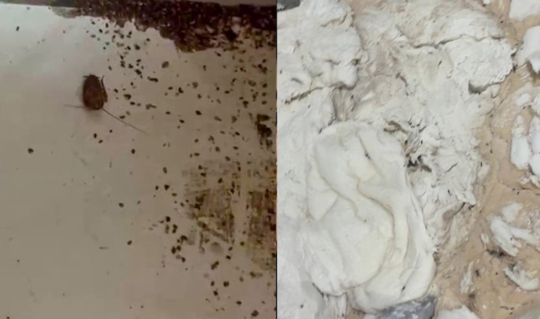 İskenderun’da zabıta ekiplerinin bir fırında yaptığı denetimde hamam böcekleri, sigara