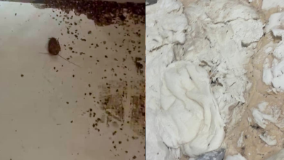İskenderun’da zabıta ekiplerinin bir fırında yaptığı denetimde hamam böcekleri, sigara