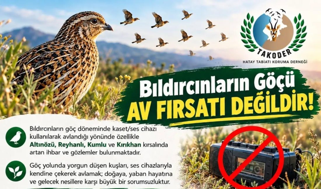 Hatay semalarında bıldırcınların kaset-ses cihazı kullanılmak suretiyle pusuya düşürülmek suretiyle