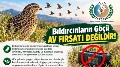 Hatay semalarında bıldırcınların kaset-ses cihazı kullanılmak suretiyle pusuya düşürülmek suretiyle