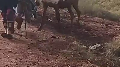 Hatay’ın Reyhanlı ilçesinde çamura saplanan eşek, itfaiye ekiplerinin müdahalesiyle kurtarıldı.