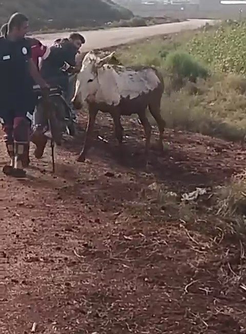 Hatay’ın Reyhanlı ilçesinde çamura saplanan eşek, itfaiye ekiplerinin müdahalesiyle kurtarıldı.