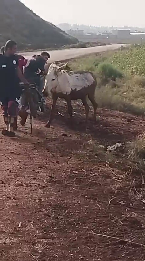 Hatay’ın Reyhanlı ilçesinde çamura saplanan eşek, itfaiye ekiplerinin müdahalesiyle kurtarıldı.