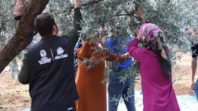 Hatay Büyükşehir Belediyesi (HBB), zeytin ve zeytinyağı üretiminde kaliteyi yükseltmek