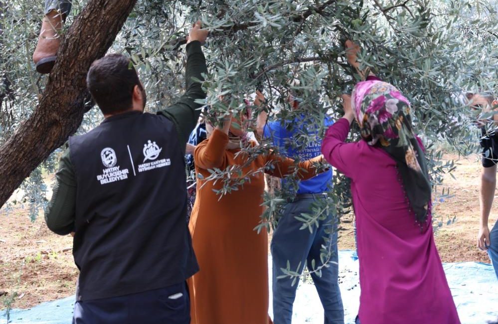 Hatay Büyükşehir Belediyesi (HBB), zeytin ve zeytinyağı üretiminde kaliteyi yükseltmek