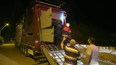 Hatay’ın Hassa ilçesinde, TIR’ın dorsesinde sıkışan 40 keçi, itfaiye ekiplerinin