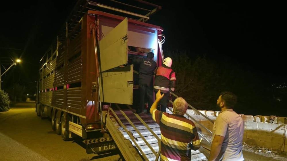 Hatay’ın Hassa ilçesinde, TIR’ın dorsesinde sıkışan 40 keçi, itfaiye ekiplerinin