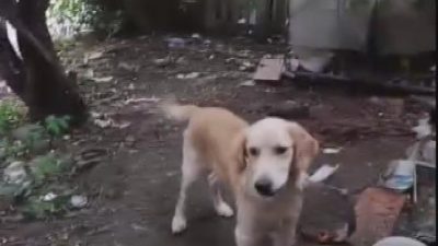 Hatay'ın Dörtyol ilçesinde bir ailenin 2 yıldır baktığı golden cinsi
