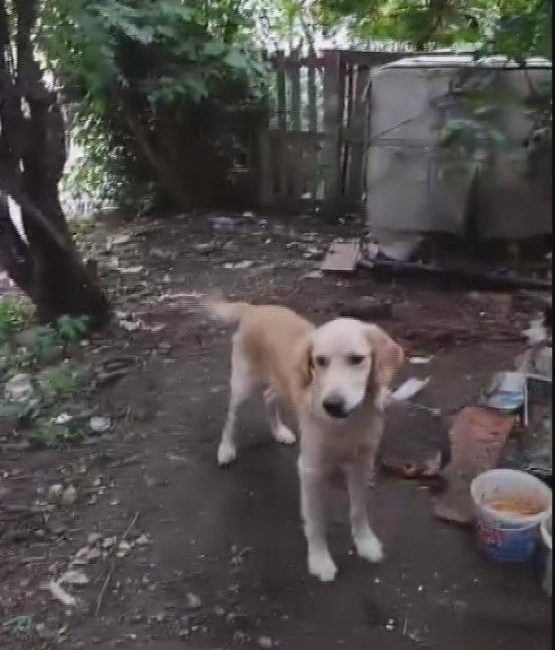 Hatay'ın Dörtyol ilçesinde bir ailenin 2 yıldır baktığı golden cinsi