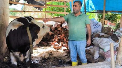 Hatay’da görülen SAT-1 varyantı şap hastalığına karşı büyükbaş hayvanlarda aşılama