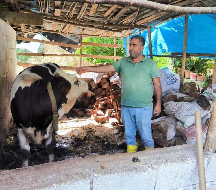 Hatay’da görülen SAT-1 varyantı şap hastalığına karşı büyükbaş hayvanlarda aşılama
