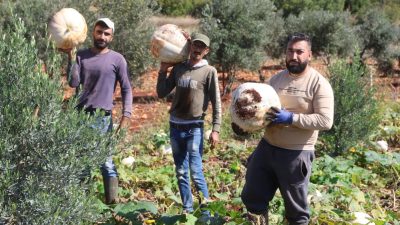 Hatay’ın coğrafi işaretli lezzetlerinden Beyaz Menteşe kabağında hasat başladı. Altınözü