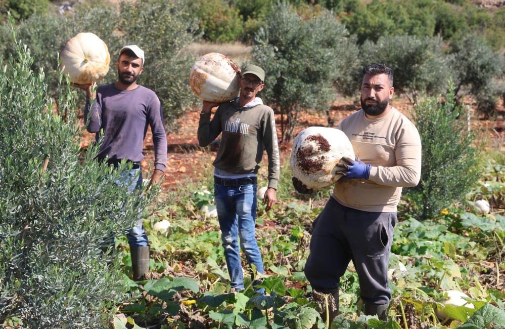 Hatay’ın coğrafi işaretli lezzetlerinden Beyaz Menteşe kabağında hasat başladı. Altınözü