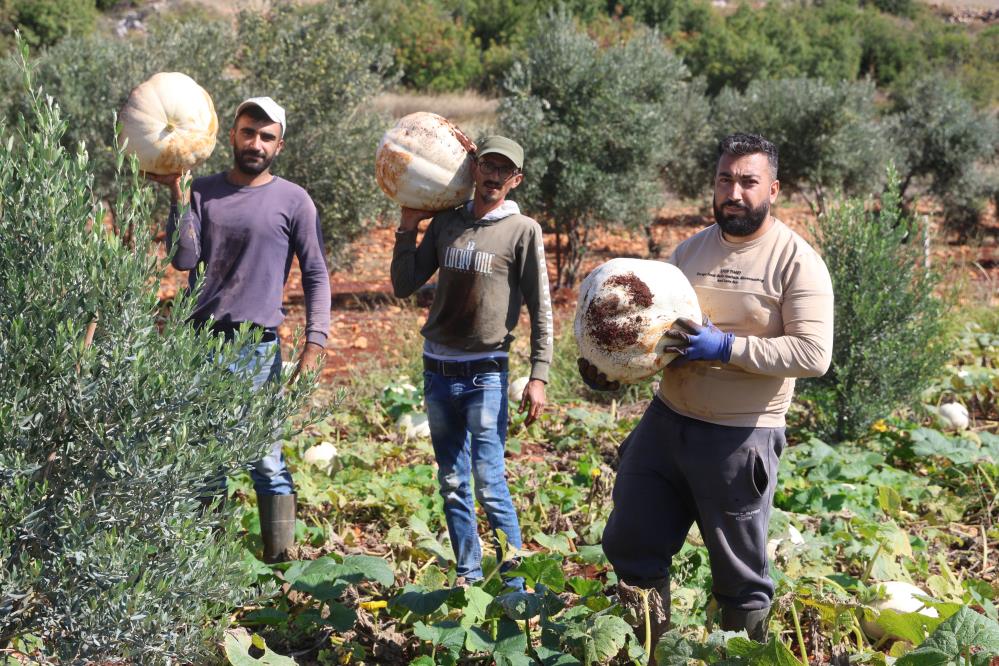 Hatay’ın coğrafi işaretli lezzetlerinden Beyaz Menteşe kabağında hasat başladı. Altınözü