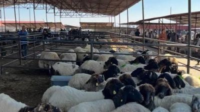 Hatay’ın Kırıkhan ilçesinde şap hastalığı vakası tespit edilmesinin ardından, salgının