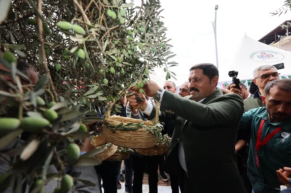 Hafta sonunda gerçekleştirilen 10. Altınözü Zeytin, Zeytinyağı ve Gastronomi Festivali